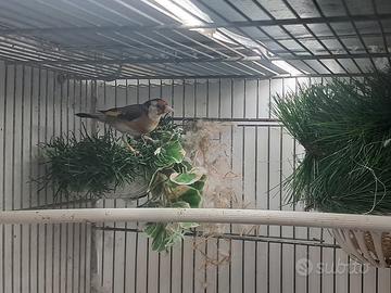 Cardellina