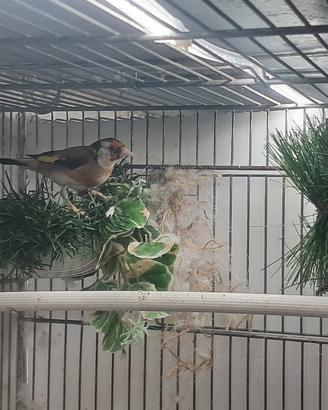 Cardellina