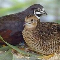 Quaglie cinesi e da volo