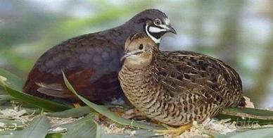 Quaglie cinesi e da volo