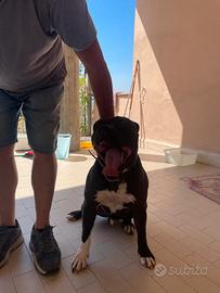 Vendita cuccioli Pitbull UKC