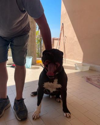 Vendita cuccioli Pitbull UKC