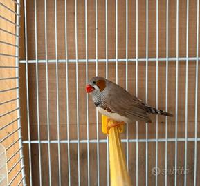 Diamante mandarino maschio