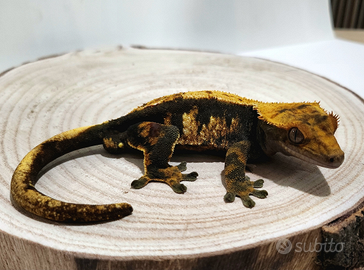 Correlophus ciliatus (geco ciliato)