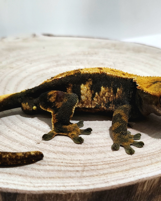 Correlophus ciliatus (geco ciliato)