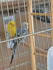 Cocoriti vari colori