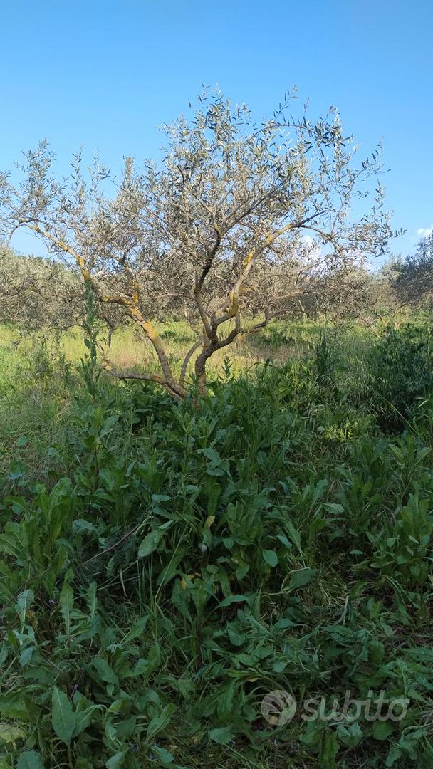 Terreno agricolo - Vista 4
