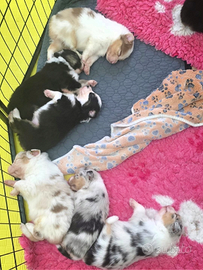 Cuccioli maschi/femmine pastore australiano pedigr