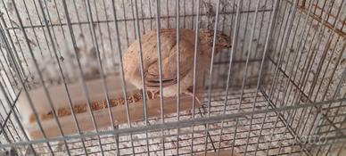 Quaglie giovani di 4 mesi circa ovaiole