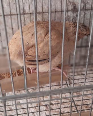 Quaglie giovani di 4 mesi circa ovaiole