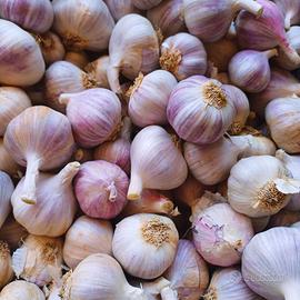 Aglio Rosso di Nubia