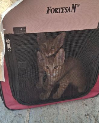 Mici europei 3 mesi