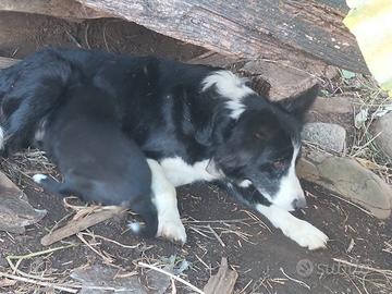 Cuccioli da pastore