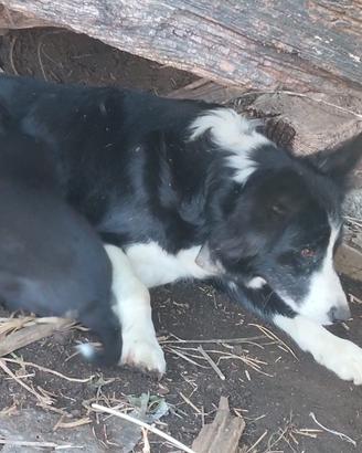 Cuccioli da pastore