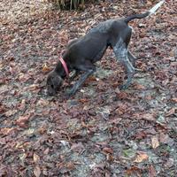 Cane tartufi neri/bianchi (bracco tedesco)