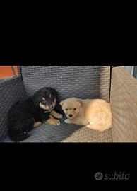 Cani incrocio Pastore scozzese/Pastore maremmano