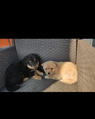 Cani incrocio Pastore scozzese/Pastore maremmano