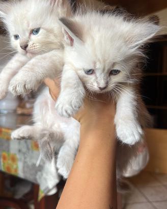 Gattini siberiani