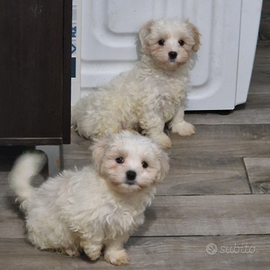 Cucciolo maltese maschio
