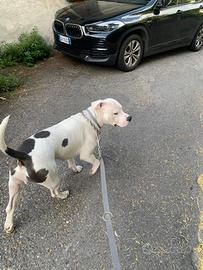 American staffordshire terrier per monta