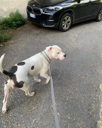 American staffordshire terrier per monta