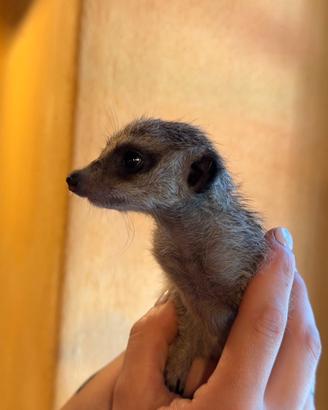 Suricata
