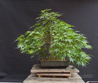 Bonsai acero palmato (VENDUTO)