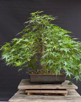 Bonsai acero palmato (VENDUTO)