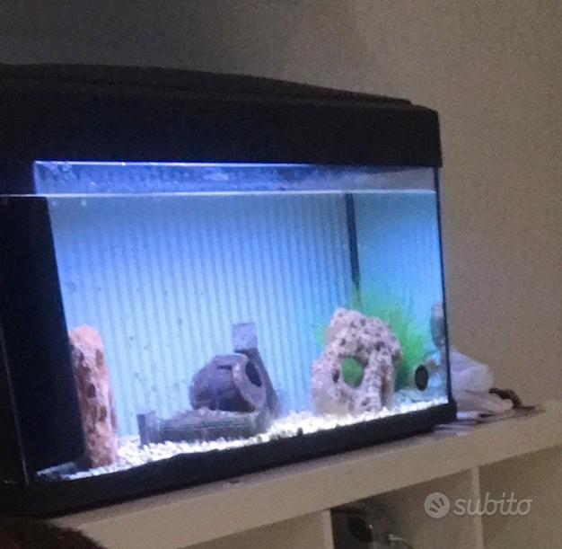 Acquario 80 litri completo - Accessori per animali In vendita a