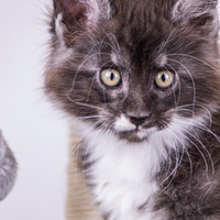 Cucciolo di Maine Coon