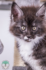 Cucciolo di Maine Coon