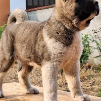 Cuccioli Akita Americano