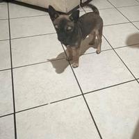 Ultima cucciola di razza piger incrocio chihuahua