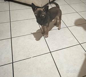 Ultima cucciola di razza piger incrocio chihuahua