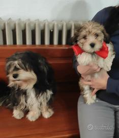 Cuccioli bichon havanese