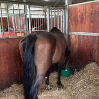 Cavallo