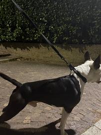 Amstaff disponibile per accoppiamento
