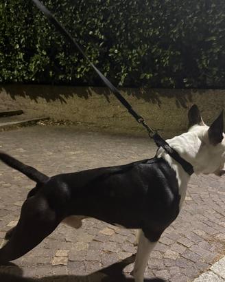 Amstaff disponibile per accoppiamento