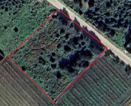 TERRENO AGRICOLO