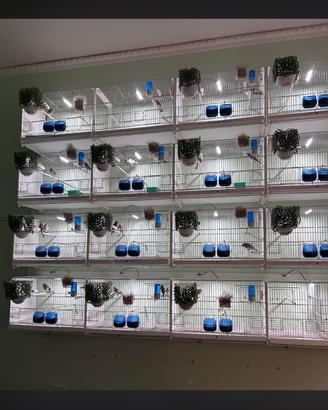 Illuminazione led per uccelli