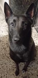 Cane da pastore belga malinois