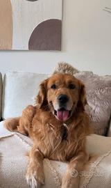 Golden retriever