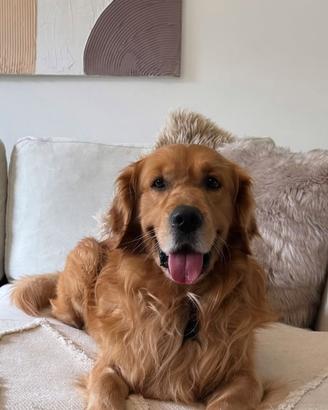 Golden retriever