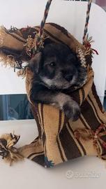 Schnauzer nani sale e pepe