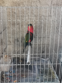 Lory lorius