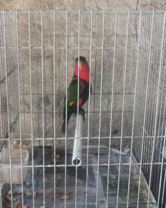 Lory lorius