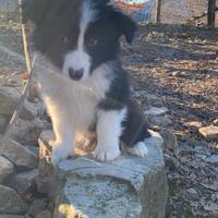 Cucciolo maschio Border Collie bianco nero