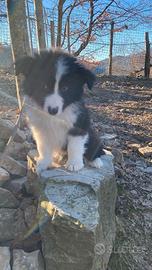 Cucciolo maschio Border Collie bianco nero