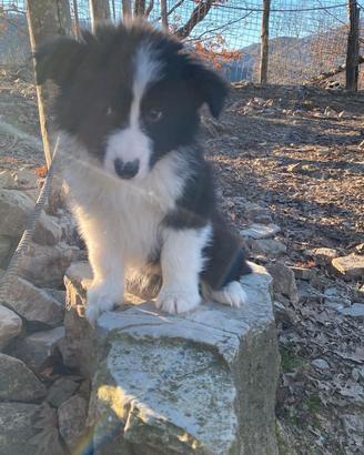 Cucciolo maschio Border Collie bianco nero