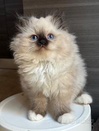 Sacro di Birmania con Pedigree